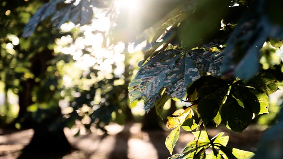 Sol som silas genom bladverk
