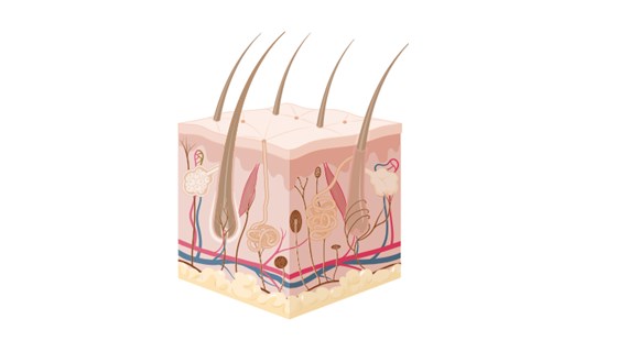 Skin section Created with BioRender.com